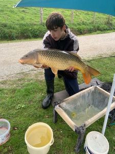 Common Carp