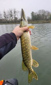Northern Pike