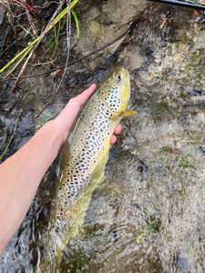 Brown Trout