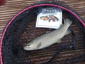 Brown Trout