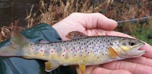 Brown Trout