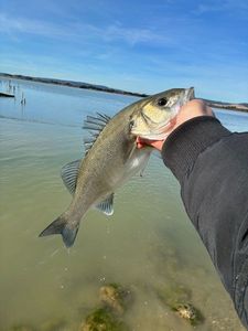 European Bass (Seabass)