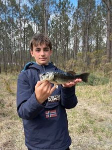 Largemouth Bass