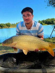 Common Carp