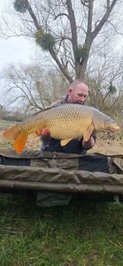 Common Carp