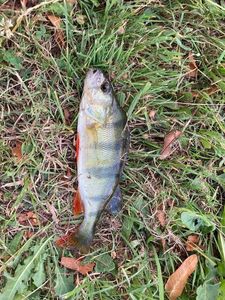 European Perch