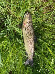 Brown Trout