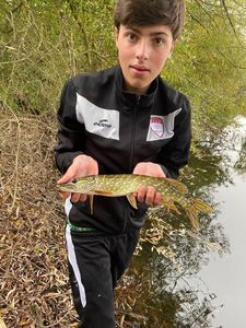 Northern Pike