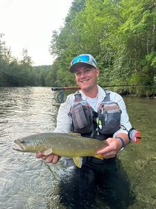 Brown Trout