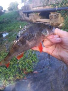 European Perch