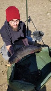Common Carp