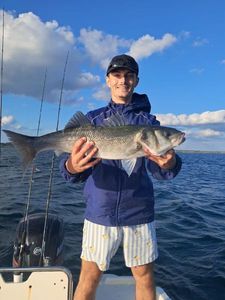 European Bass (Seabass)