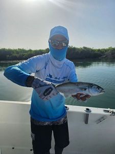 Bluefish