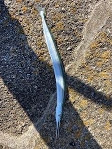 Garfish