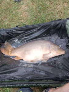 Mirror Carp