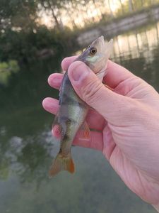 European Perch