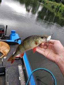 European Perch