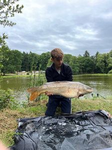 Common Carp