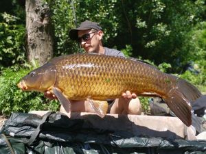 Common Carp