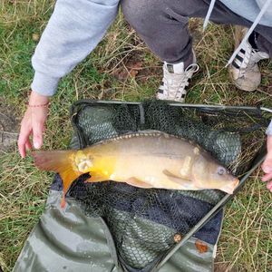 Mirror Carp