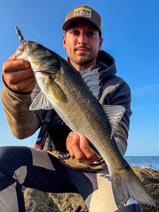 European Bass (Seabass)