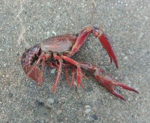 Red Swamp Crayfish