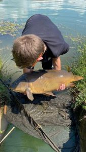 Mirror Carp