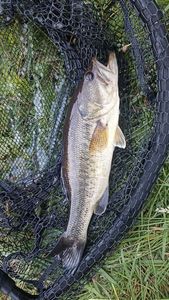 Smallmouth Bass