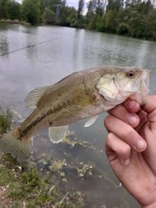Largemouth Bass