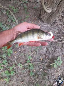 European Perch