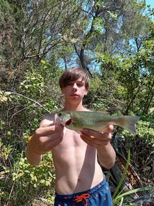 Largemouth Bass