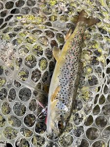 Brown Trout