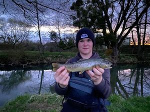 Brown Trout