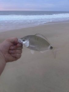 Saddled Seabream
