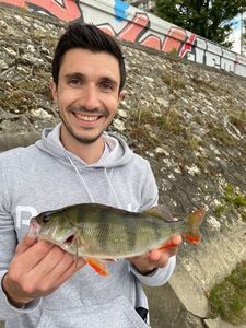 European Perch