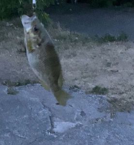 Rock Bass