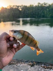 European Perch