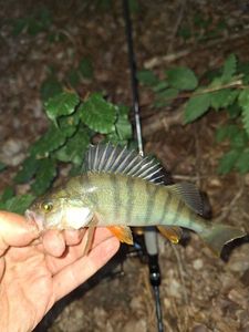 European Perch