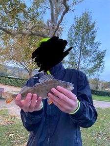 European Perch