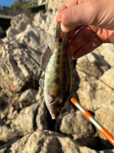 Axillary Wrasse