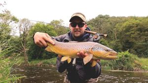 Brown Trout
