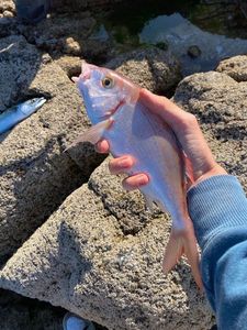 Blackspot Seabream