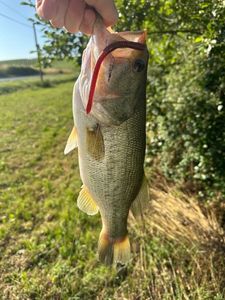 Largemouth Bass