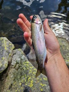 Rainbow Trout