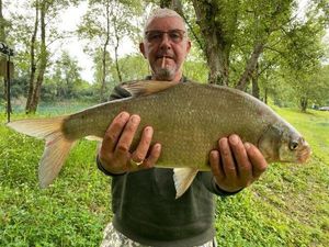 Common Bream