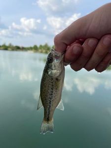 Achigan à Petite Bouche (Black-Bass)