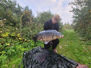 Mirror Carp