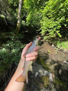 Brown Trout