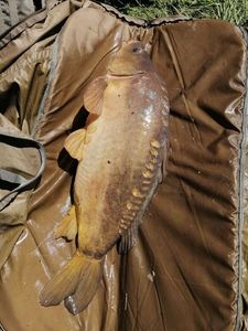 Mirror Carp