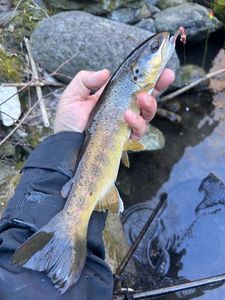 Brown Trout